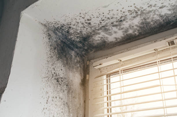 Affordable Mold Removal solutions in Decatur, MI